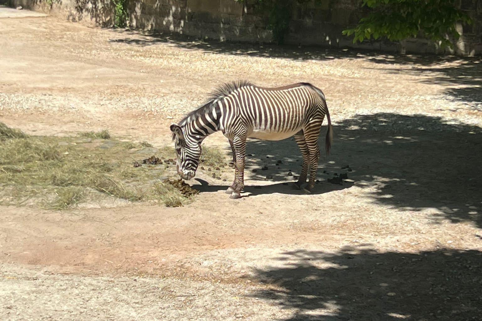 zoo