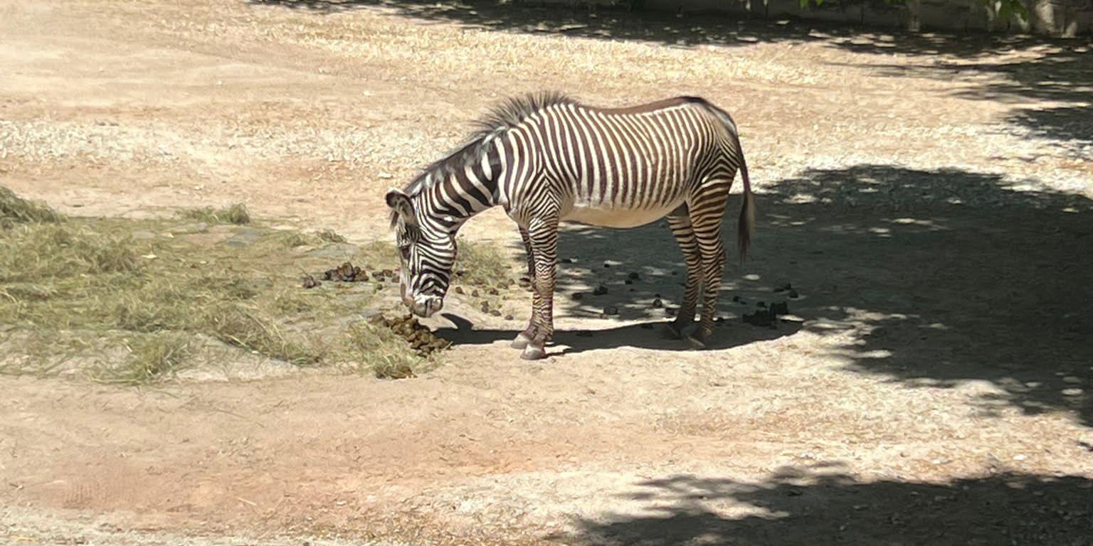 zoo