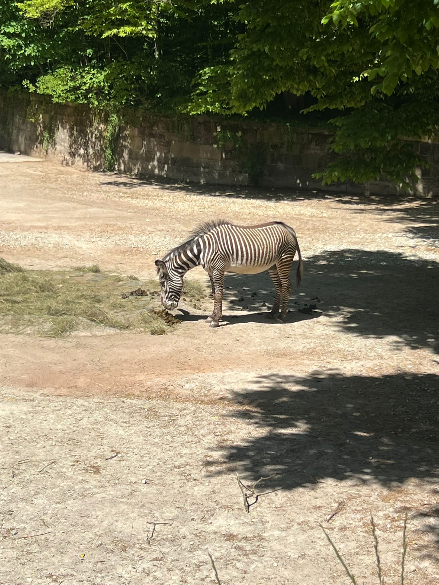 zoo